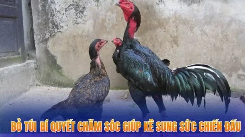Bí Quyết Chăm Sóc Gà Chọi Giúp Gia Tăng Khả Năng Thắng Lớn 2025 2 Bỏ túi bí quyết chăm sóc giúp kê sung sức chiến đấu