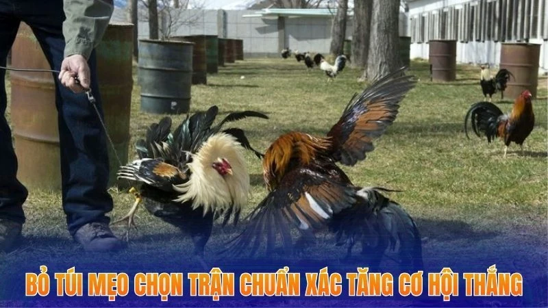 Đá Gà Philippines - Top 3+ Bí Quyết Ăn Ngay Khi Tham Gia Cược 2 Bỏ túi mẹo chọn trận chuẩn xác tăng cơ hội thắng