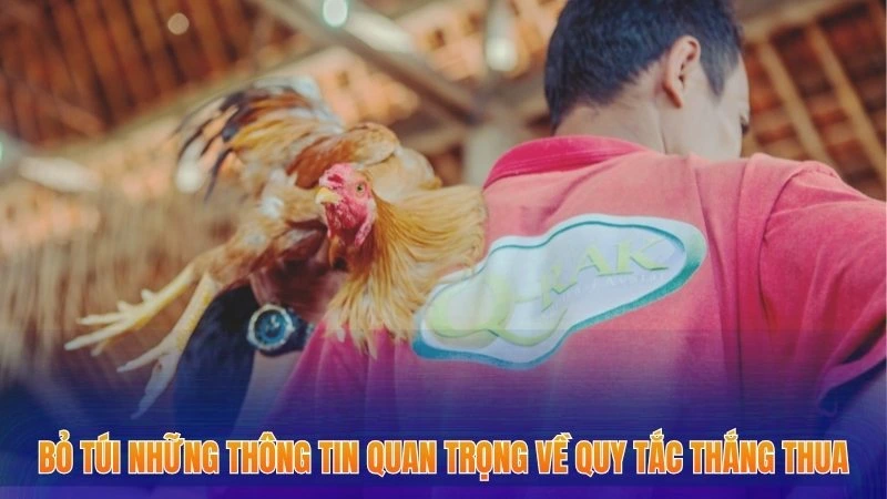 Đá Gà Cựa Sắt - 4 Bí Quyết Gia Tăng Chiến Thắng Mới Nhất 2 Bỏ túi những thông tin quan trọng về quy tắc thắng thua