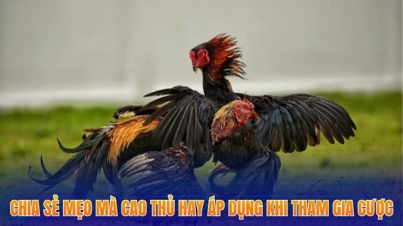 Đá Gà Cựa Đòn - Mách Bạn Chiến Lược Tham Gia Tăng Cơ Hội Thắng 3 Chia sẻ mẹo mà cao thủ hay áp dụng khi tham gia cược