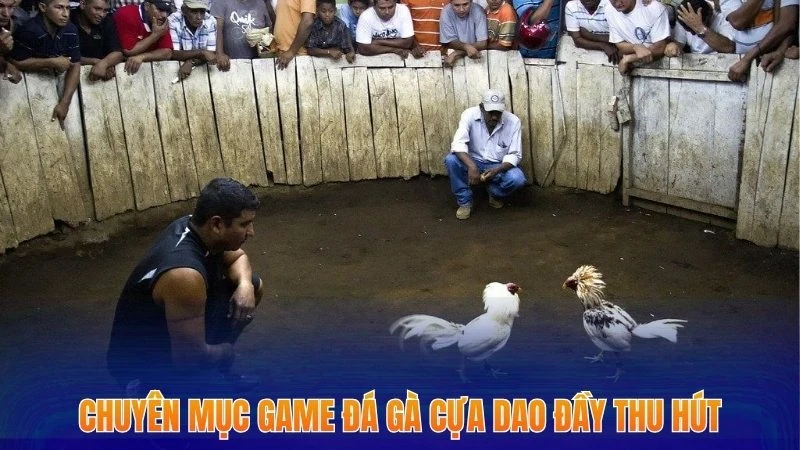 Đá Gà Cựa Dao - Chia Sẻ 5 Chiến Lược Tăng Tỷ Lệ Thắng Nhất 2025 1 Chuyên mục game đá gà cựa dao đầy thu hút