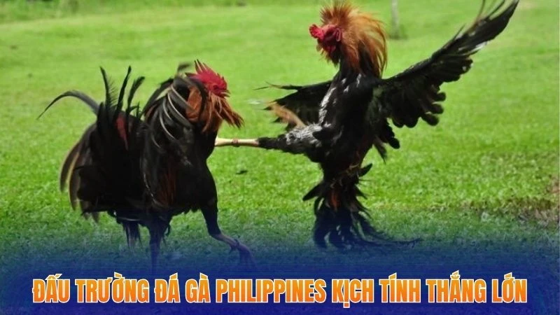 Đá Gà Philippines - Top 3+ Bí Quyết Ăn Ngay Khi Tham Gia Cược 1 Đấu trường đá gà Philippines kịch tính thắng lớn