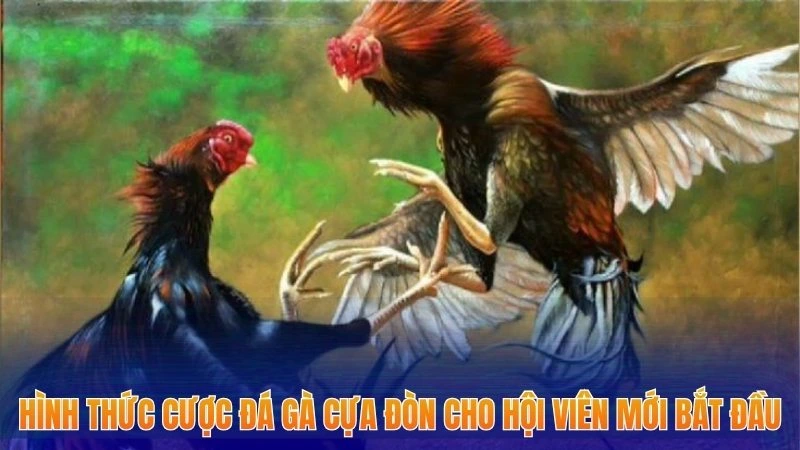 Đá Gà Cựa Đòn - Mách Bạn Chiến Lược Tham Gia Tăng Cơ Hội Thắng 1 Hình thức cược đá gà cựa đòn cho hội viên mới bắt đầu