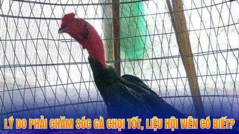 Bí Quyết Chăm Sóc Gà Chọi Giúp Gia Tăng Khả Năng Thắng Lớn 2025 1 Lý do phải chăm sóc gà chọi tốt, liệu hội viên có biết?