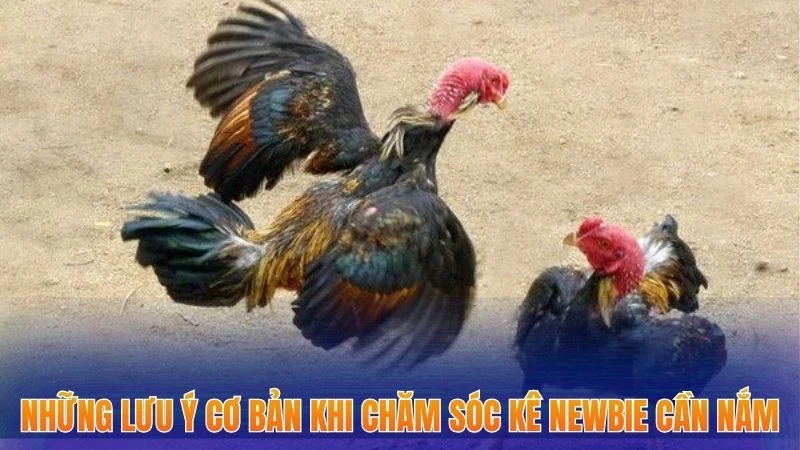 Bí Quyết Chăm Sóc Gà Chọi Giúp Gia Tăng Khả Năng Thắng Lớn 2025 3 Những lưu ý cơ bản khi chăm sóc kê newbie cần nắm