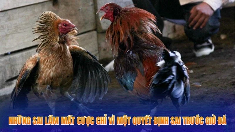 Đá Gà Philippines - Top 3+ Bí Quyết Ăn Ngay Khi Tham Gia Cược 3 Những sai lầm mất cược chỉ vì một quyết định sai trước giờ đá