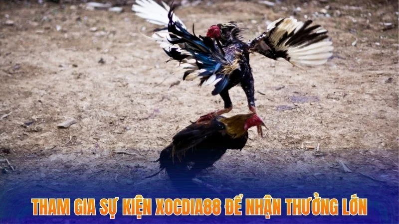 Đá Gà Cựa Sắt - 4 Bí Quyết Gia Tăng Chiến Thắng Mới Nhất 3 Tham gia sự kiện Xocdia88 để nhận thưởng lớn