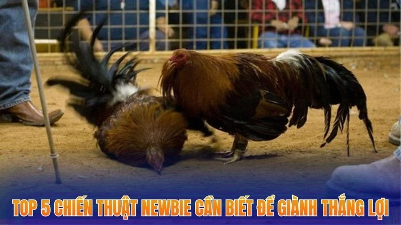 Đá Gà Cựa Dao - Chia Sẻ 5 Chiến Lược Tăng Tỷ Lệ Thắng Nhất 2025 3 Top 5 chiến thuật newbie cần biết để giành thắng lợi